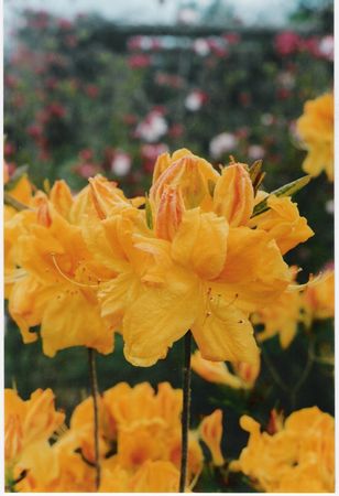 Azalea Melford Lemon